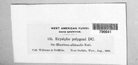 Erysiphe polygoni image